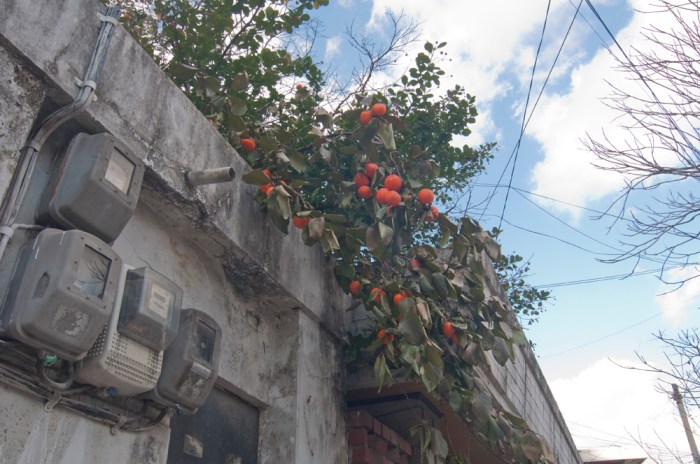 Hoegi by Meagan Mastriani