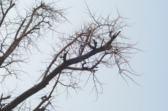 Yangcheon Hyanggyo by Meagan Mastriani